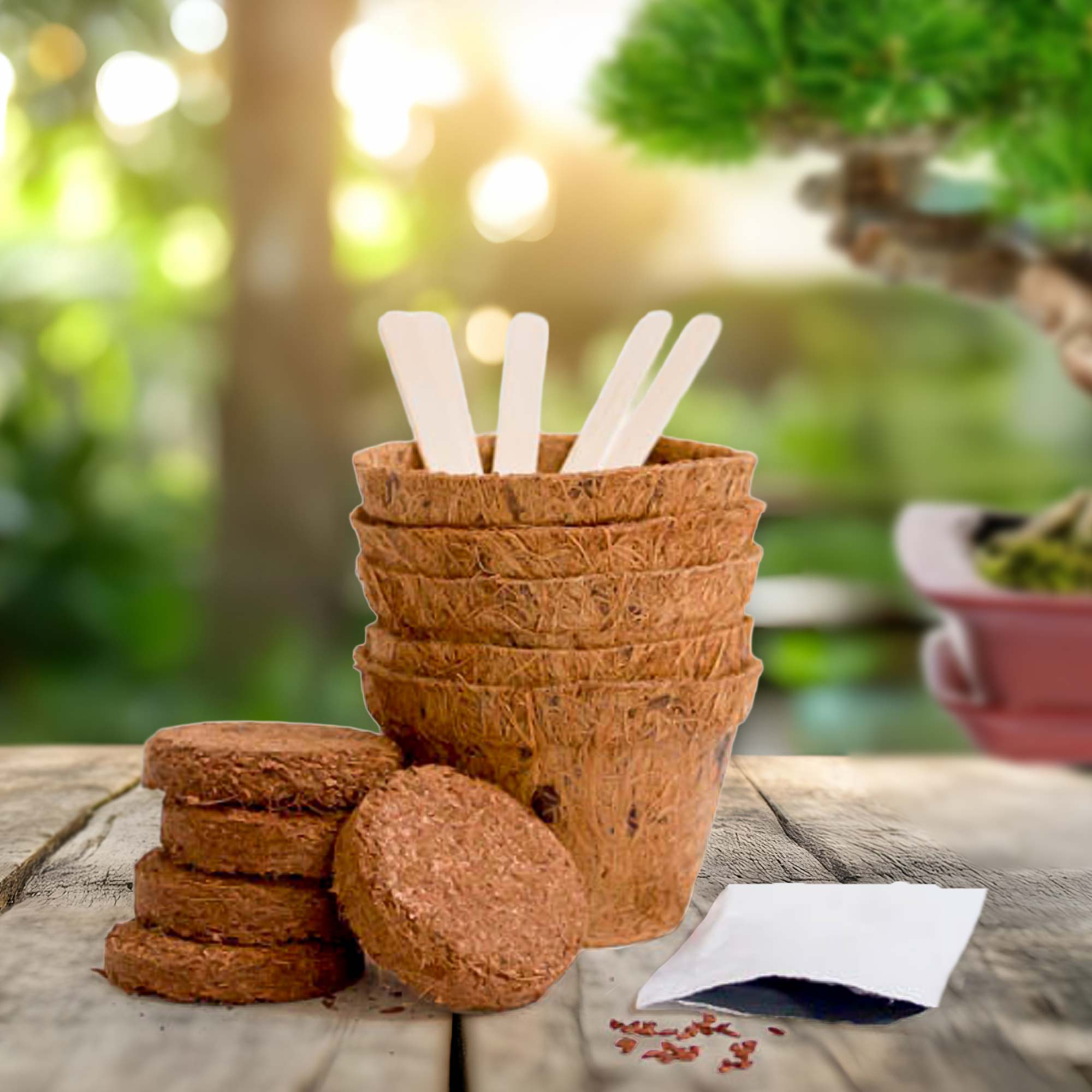 Bonsai Baum Set - Selber pflanzen Bonsai Baum Set - Selber pflanzen