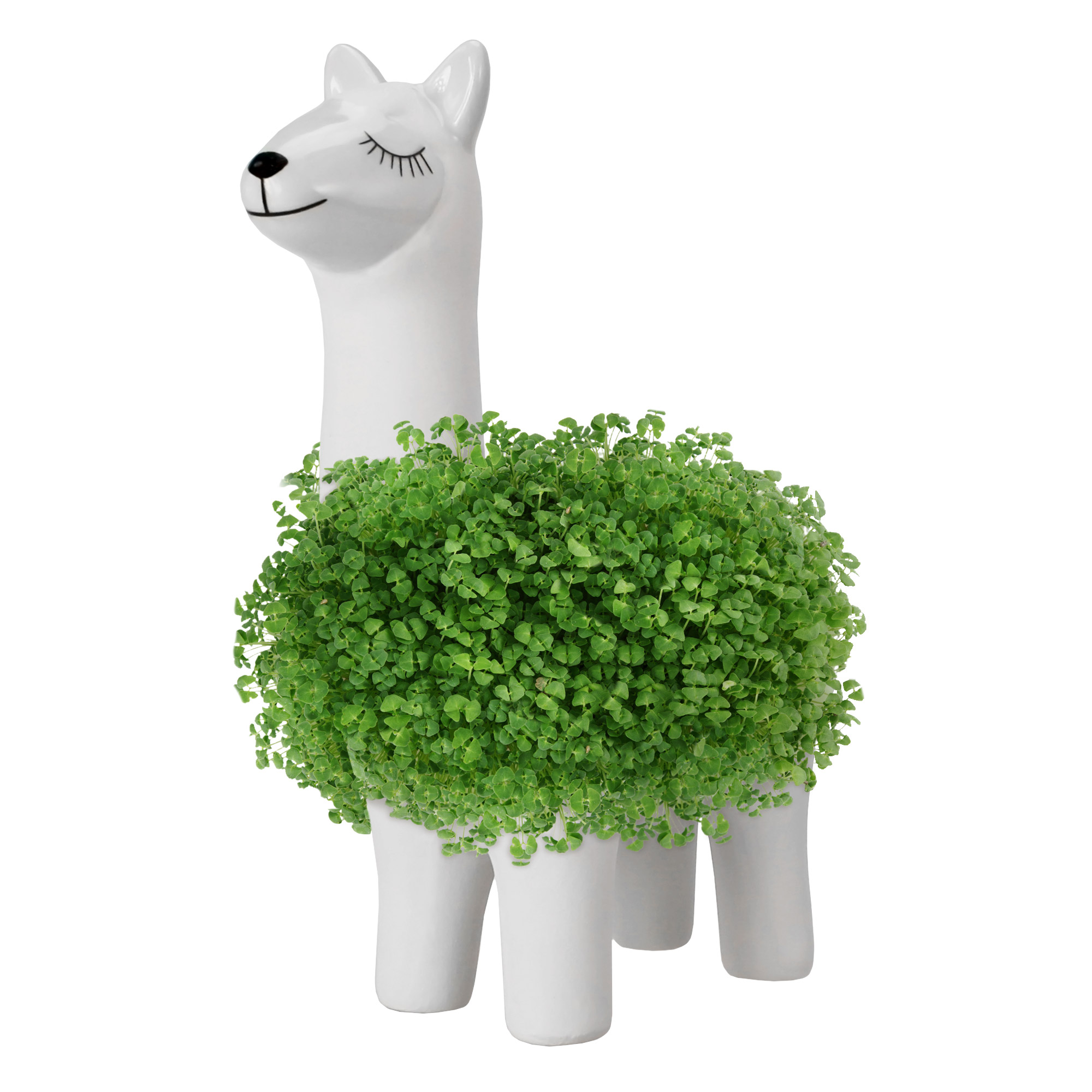 Green Lama Pflanztier - Chia Samen Pflanzgefäß