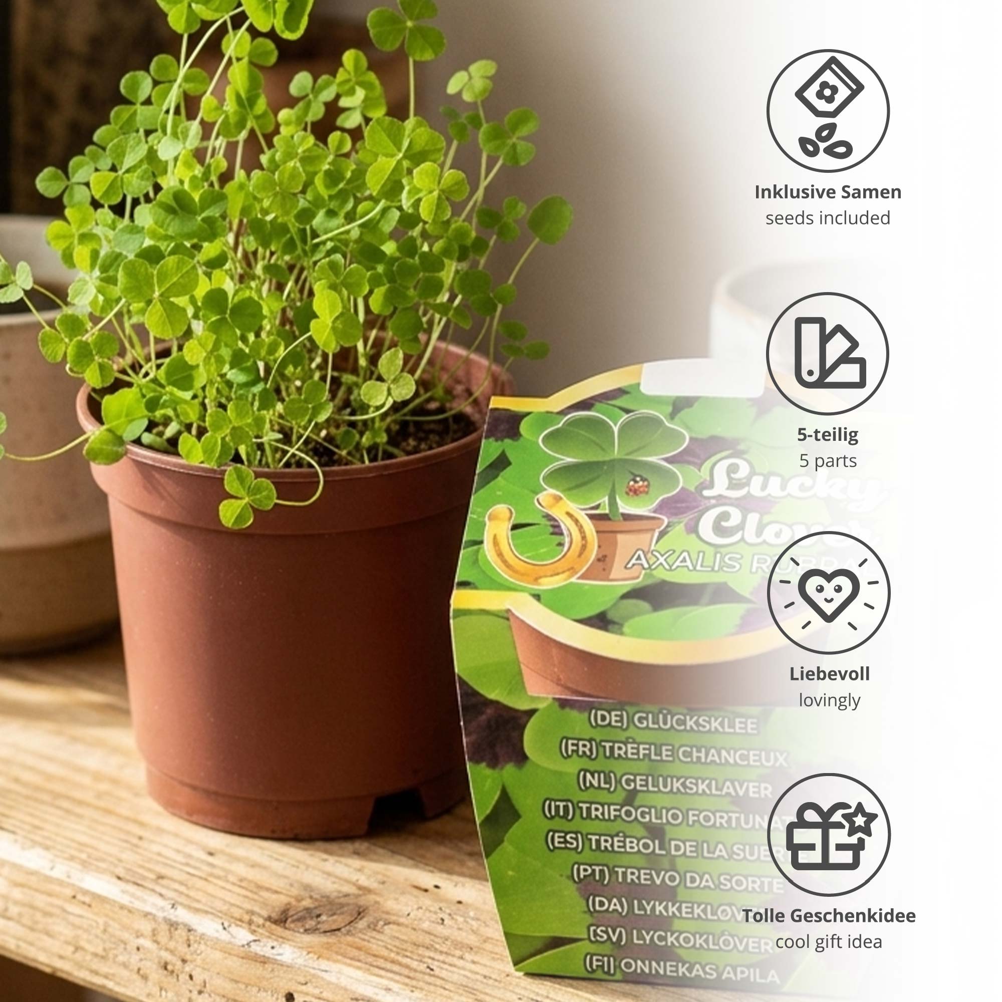 Glücksklee im Minitopf - Pflanzset vierblättriger Klee für Gravur Geschenke