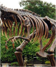 Tyrannosaurus Rex lebensgroß 1074 - 5