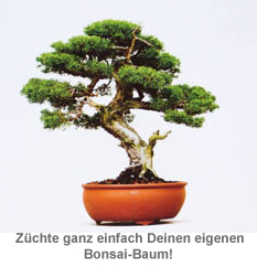 Bonsai Baum Set - Selber pflanzen 3140 - 1