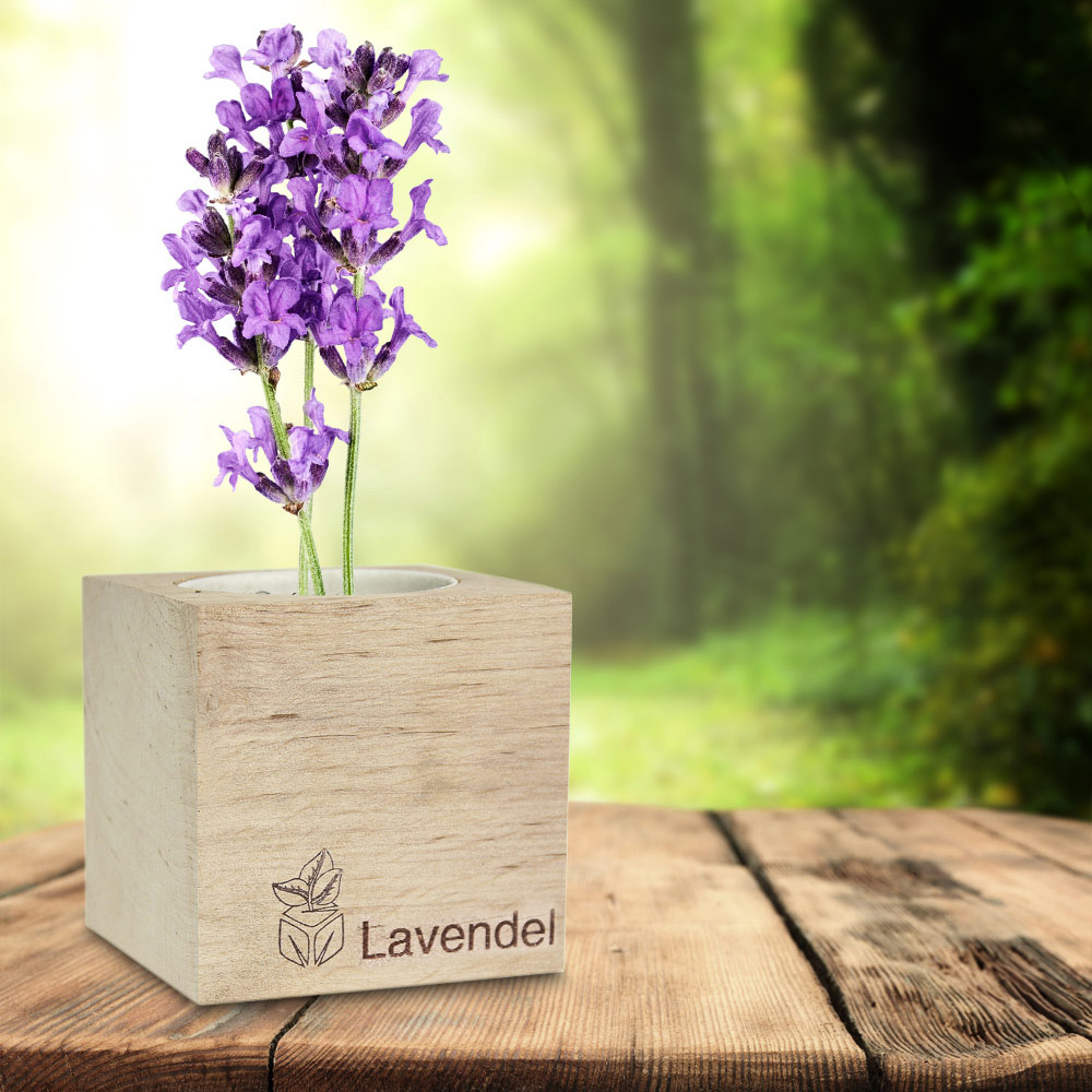 Ecocube Lavendel 2436