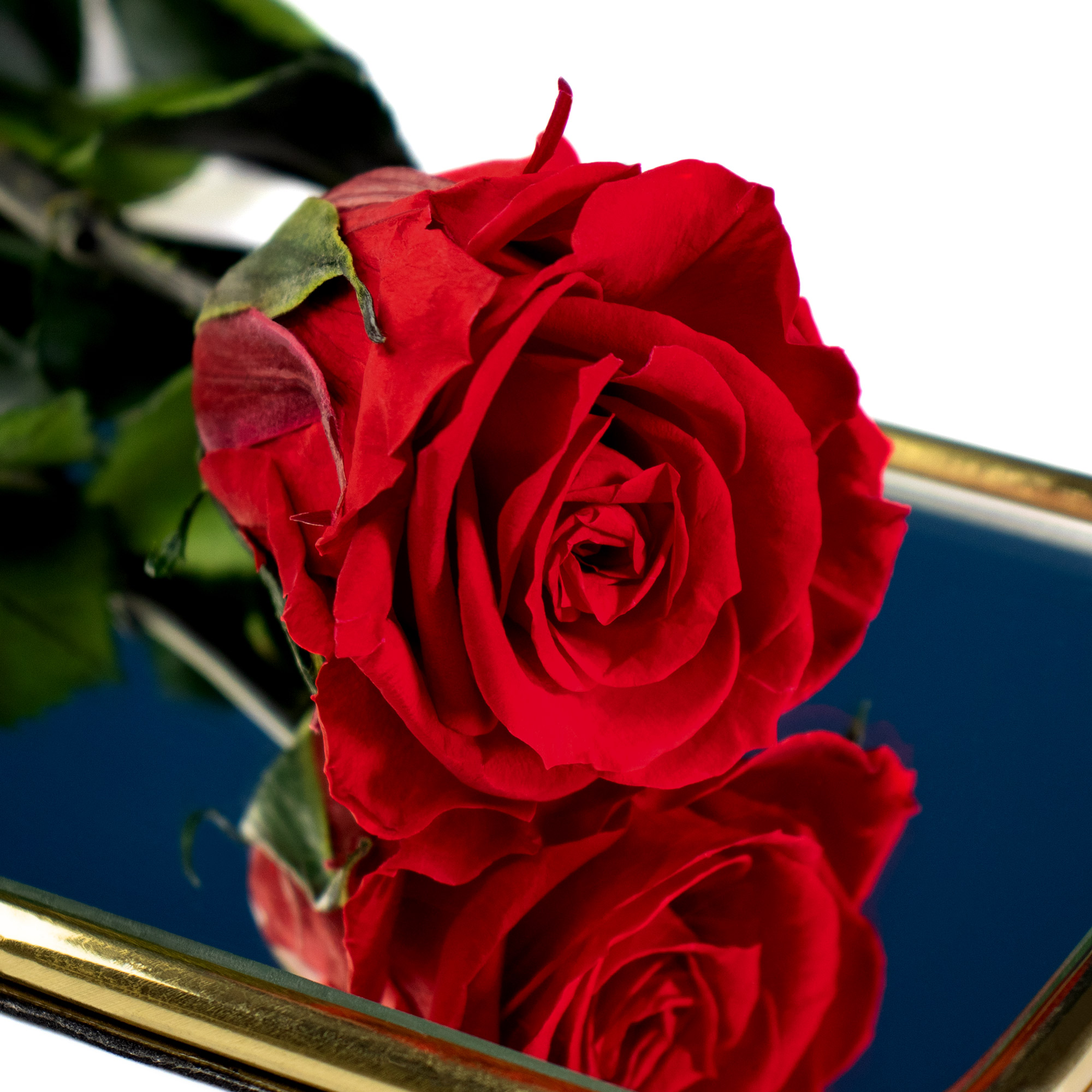 Unvergängliche Rose - Das besondere Geschenk 60 - 6