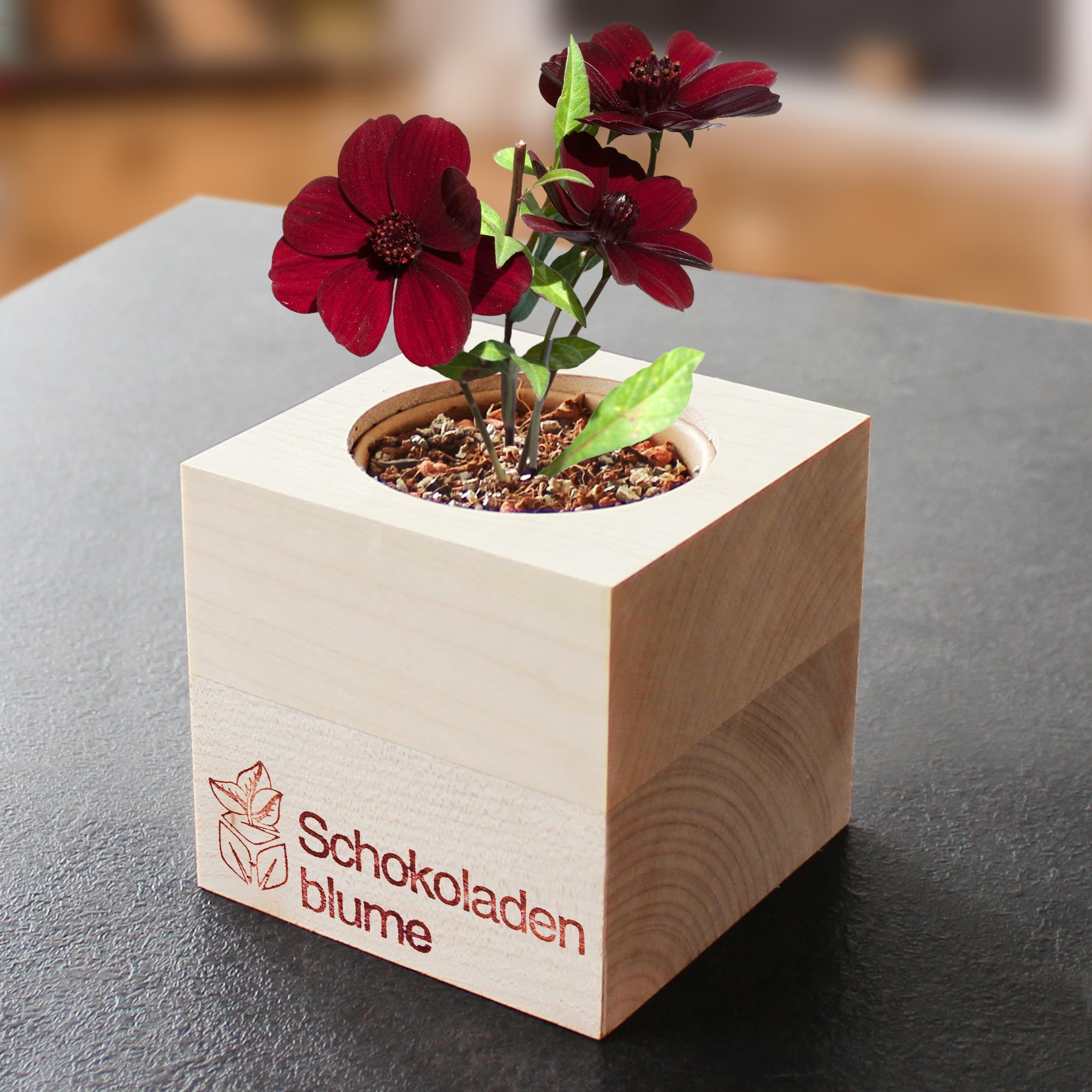 Ecocube Schokoladenblume 2192-MZ